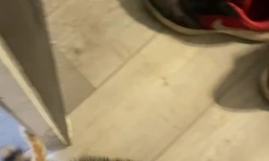 Kitten Brings Home Little Raccoon Friend