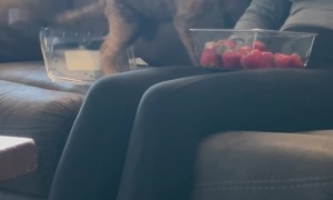 Juniper the Fruit Thief