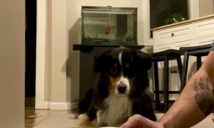 Spatula Treat Catch Trick