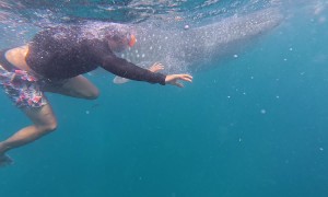 Swimming With Whale Sharks Outside Oslob