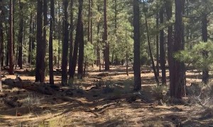 Hiker Discovers Mysterious Structure Deep in the Woods