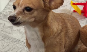 Dog Takes Days To Chew Fruit Snack