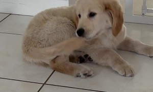 Silly Puppy Somersaults With Caught Tail
