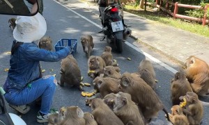 Cheeky Monkey Steals Box of Bananas and Causes Road Chaos
