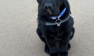 Politely Sitting Puppy's Flappy Ears At Windy Beach