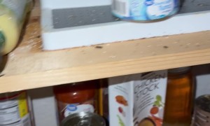 The Audacity Of A Mouse Infestation