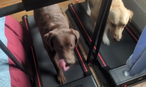 Dogs on Treadmills
