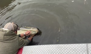Bayou Tour Guide Kisses Alligator