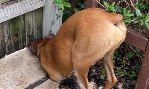 When Your Dog Is Emotionally Invested in the Neighbors' Drama