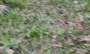 Boxer Hops Around Like a Deer