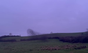 Peregrine Hunting Starling Murmuration
