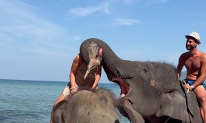 Elephant Teases Traveler With Big Kiss