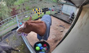 Playful Horse Gives His Toys to His Best Friend
