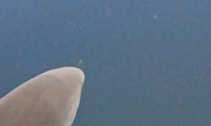 Tiny Pilot Fish Braves Swim In Front Of Bull Shark