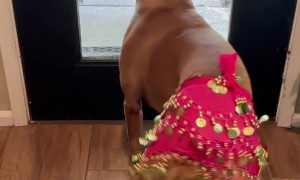 Belly Dancing Boxer Welcomes Her Dad Home