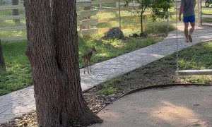 Tiny White-tailed Deer Fawn Chases After Adoptive Dad