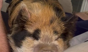 Real Life Piggy Squeak Toy