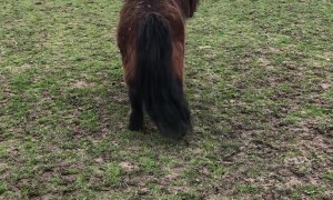 Cheeky Goat Rides Pony Friend Before Headbutting Sibling
