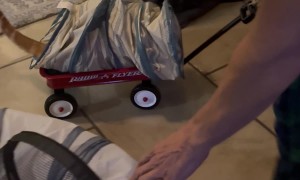 Husband Pulls Cat Around House In Wagon