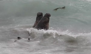 Bull Elephant Seals Fighting
