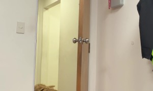 Stressful Introduction Of Dog And Cat