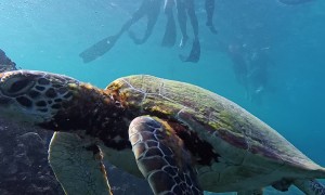 Swimming With Sea Turtles