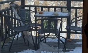 Squirrel Trying to Steal Netting From Porch