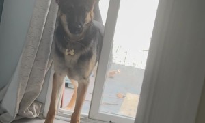 Mischievous German Shepherd Opens the Sliding Door