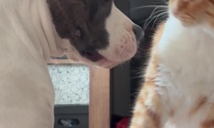 Dog and Cat Gently Fighting