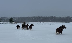 Moose Calves Follow Their Human Leader