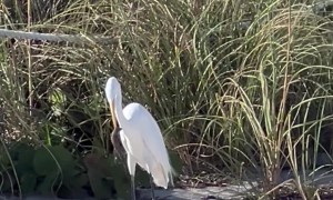 Crane Snacking on a Lizard