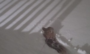 Little Corgi Legs Versus Historic Snowstorm