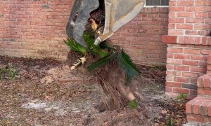 Excavator Getting To The Roots Of A Sago Palm