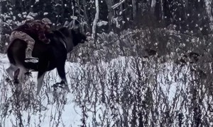 Guy Riding a Moose