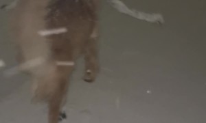 Sticks Hate to See Millie Coming