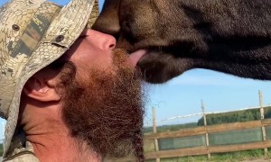 Tender Moose Kisses