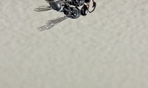 Two Ground Wasps Mating