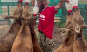 Feeding Five Moose Calves