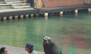 Cheeky Seagull Steals the Show and the Fish From the Sea Lion