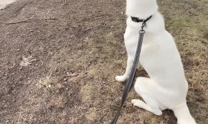 Bolt Finds His Penny