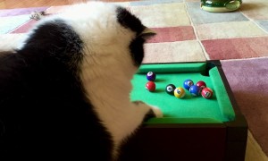 Cat Plays Miniature Pool