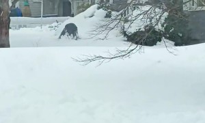 Most Committed FedEx Driver