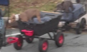 Man Takes His Dogs Out for a Train Ride