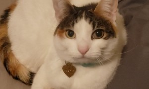 Super Cute Conversation With Calico Cat