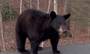 Saying Hello to Inquisitive Little Black Bear