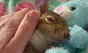 Special Needs Squirrel Cuddles Bunny Plush