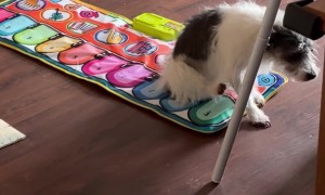 Dog's Scooting Butt Plays Piano Tune