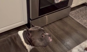Dog Steals Kitchen Towel