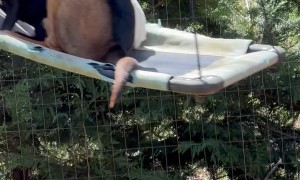 Man Gently Pushes Four Dogs On Swing
