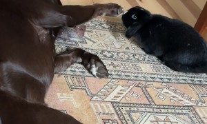 Chocolate Lab Gently Pets Bunny